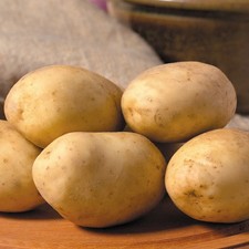 Maris Piper Seed Potatoes -