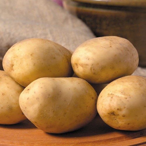 Maris piper seed potatoes - seed,