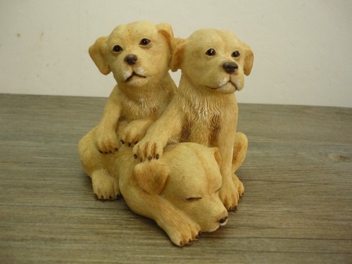 Adorable trio labrador - of,