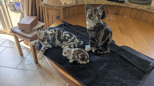 Winstanley cats perfect - winstanley,