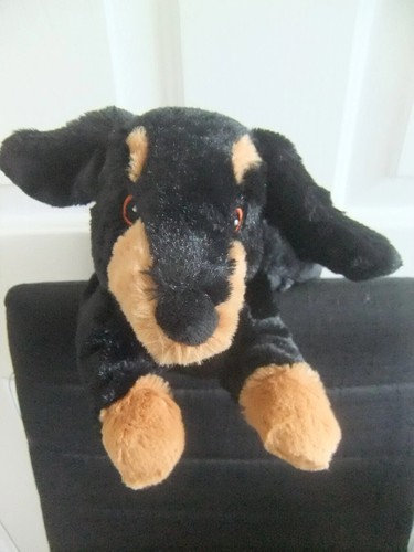 Dachshund puppy dog black - dog,