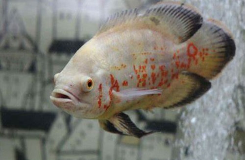 Inches lutino albino - to, 7