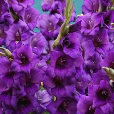 12 x GLADIOLI Purple Flora -