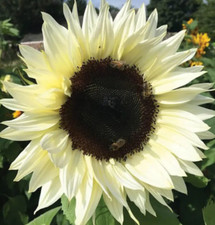 ITALIAN WHITE SUNFLOWER SEEDS