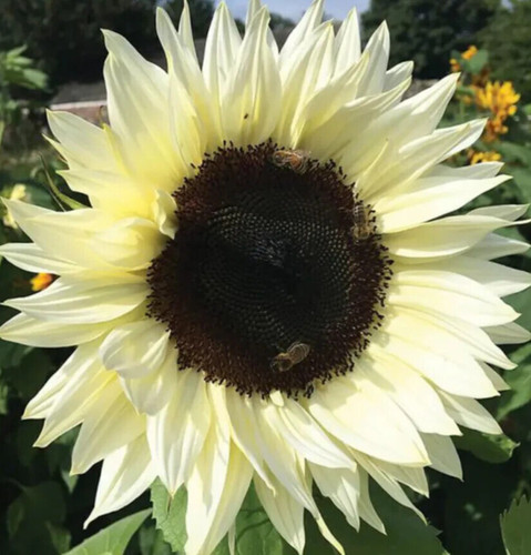 Italian white sunflower - sunflower, seeds