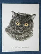 EXOTIC SHORTHAIR CAT   Portrait Card  EE29