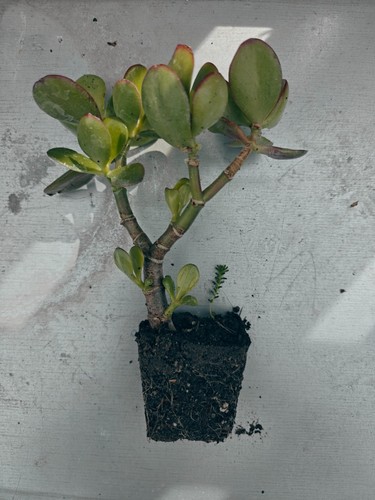 Crassula ovata jade - ovata,