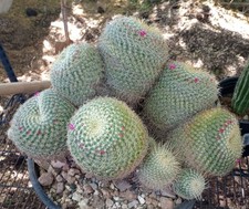 Mammillaria Hybrids Extra