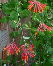 LONICERA 'MAJOR WHEELER' -