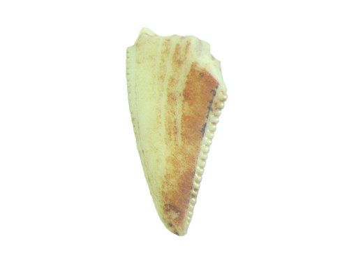 Triassic theropod serrated - triassic,