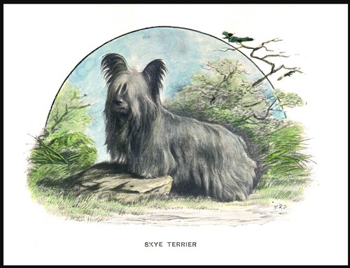 Skye terrier vintage - vintage, style