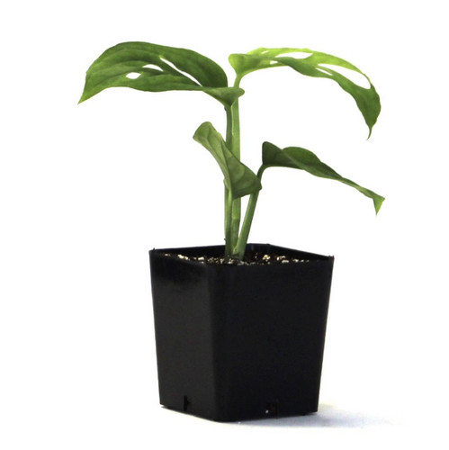 Swiss cheese vine - plant,