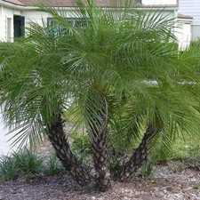 Phoenix Roebelenii - 10 / 50