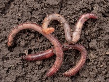 25-50 MEDIUM LARGE Earthworms