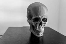 Large skull model - large,