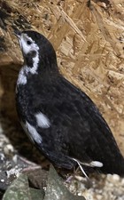 12x Coturnix Quail Eggs
