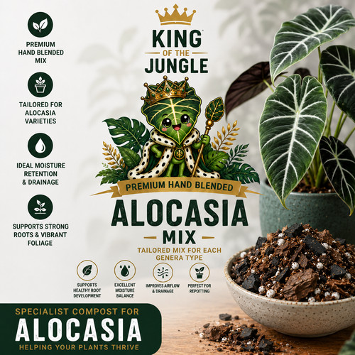Alocasia potting mix premium - alocasia,