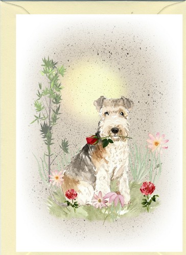 Lakeland terrier dog - lakeland,