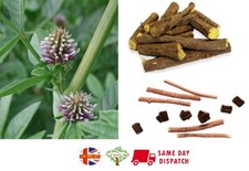 Liquorice (Glycyrrhiza Glabra) | 20+ seeds | Licorice | Herb | Same Day Dispatch