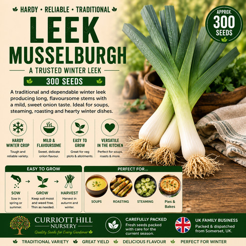 Leek musselburgh seeds - leek,