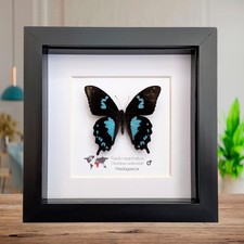 Framed Madagascar Butterfly