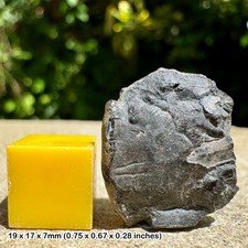 Gault clay reptile bone - clay,