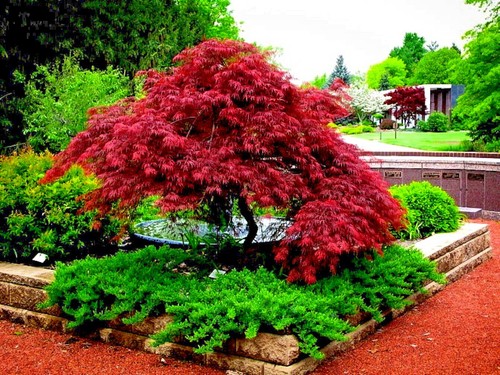 Dwarf japanese red linear - red,