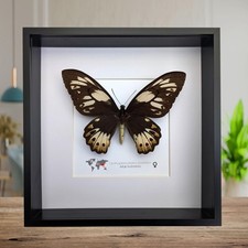 Framed ornithoptera priamus