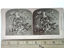 Small Birds of New England