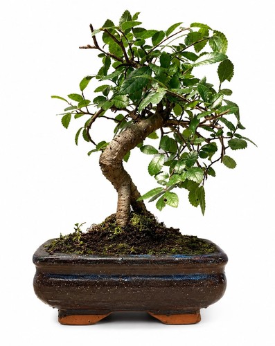 Chinese elm bonsai - elm, tree