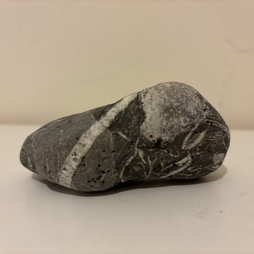 Wishing stone fossil veined - fossil,,