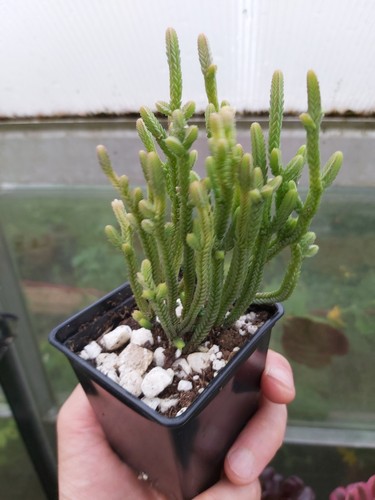 Crassula lycopodioides - crassula,