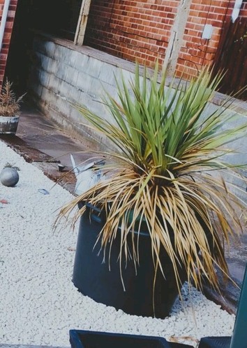 Yucca tree with - tree, large