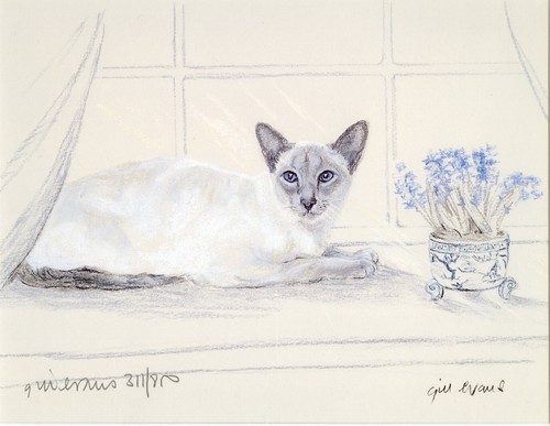 Siamese cat feline - siamese,