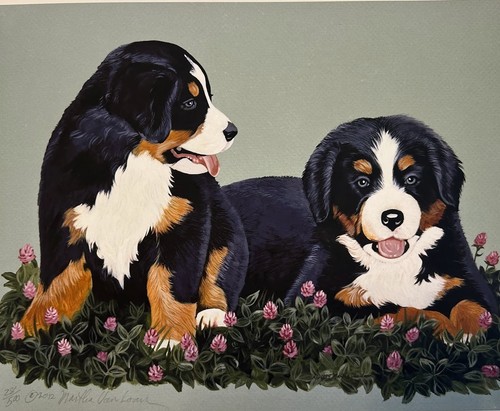 Bernese mountain dog puppy - bernese,