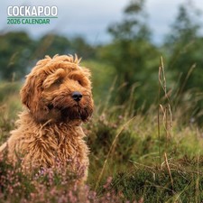 Cockapoo 2026 Traditional Calendar