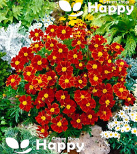 FRENCH MARIGOLD - SINGLE