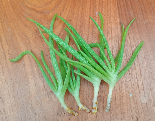 Aloe vera plant houseplant - aloe,