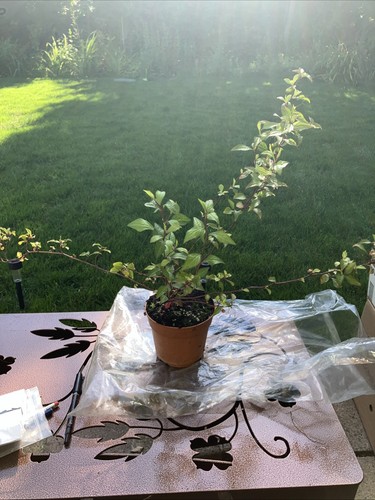 Ceratostigma plumbaginoides - , |