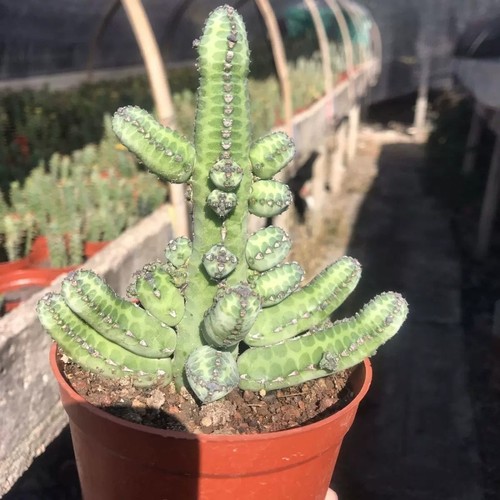 8cm euphorbia yabei - 8cm,