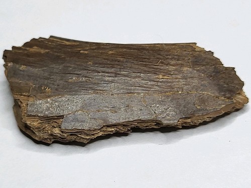 Stunning rex caudal vertebra - t-rex,