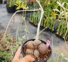 Cyphostemma spngare mara - cyphostemma,