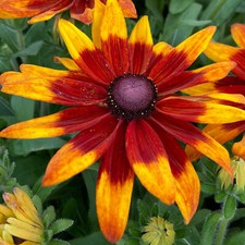 Rudbeckia Sunbeckia Mia - Black-eyed Susan | Deciduous Outdoor Garden Perennial