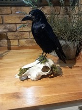 Taxidermy Rook (Corvus corone) Mounted On Domestic Rams Skull  Ovis Aries 
