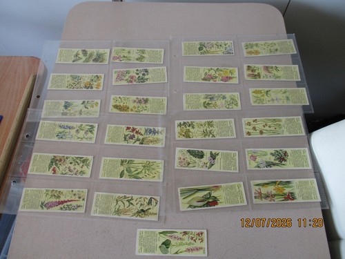 Typhoo wild flowers their - wild,