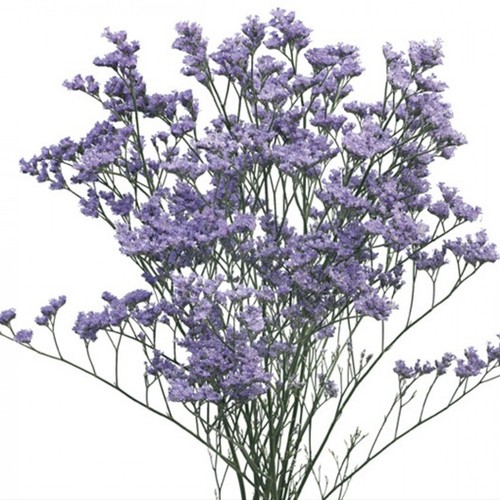 Limonium latifolium sea - -,