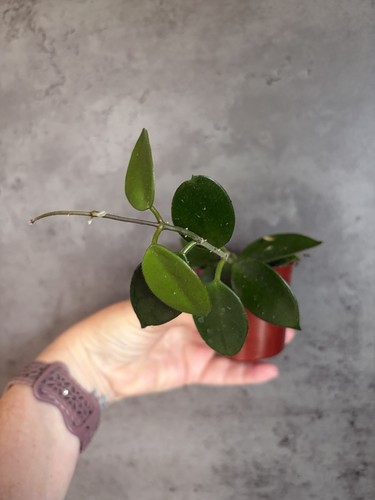 Hoya chouke plant rooted - ,