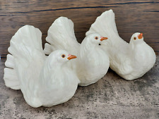 Large White Fantail Pigeon