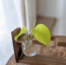 'Neon' Pothos House Plant