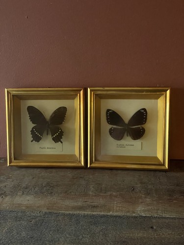 Vintage framed butterfly - vintage,